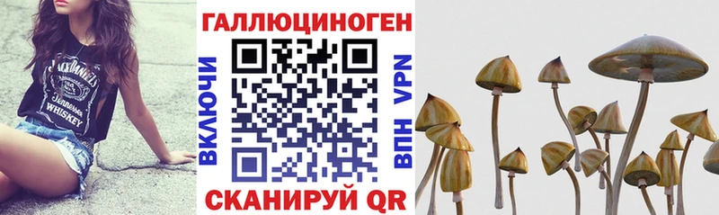 Галлюциногенные грибы Psilocybine cubensis  наркошоп  Щигры 